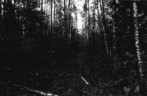 Иллюстрация к книге — Их послал на смерть Жуков? Гибель армии генерала Ефремова [i_075.jpg]