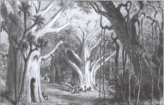 Иллюстрация к книге — Брем [i_010.jpg]