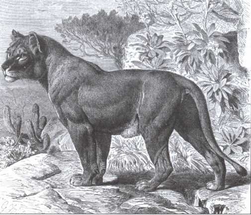 Иллюстрация к книге — Брем [i_024.jpg]