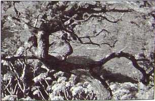 Иллюстрация к книге — Карлос Кастанеда. Путь мага и воина духа [i_005.jpg]