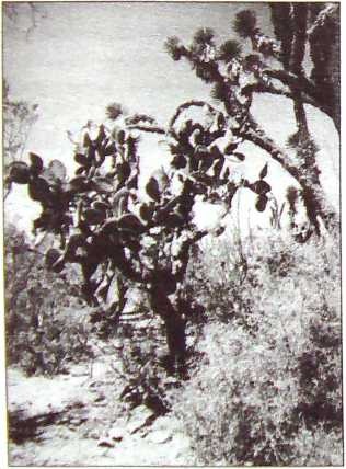 Иллюстрация к книге — Карлос Кастанеда. Путь мага и воина духа [i_007.jpg]