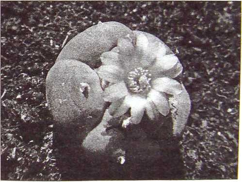 Иллюстрация к книге — Карлос Кастанеда. Путь мага и воина духа [i_008.jpg]