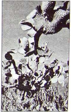 Иллюстрация к книге — Карлос Кастанеда. Путь мага и воина духа [i_012.jpg]