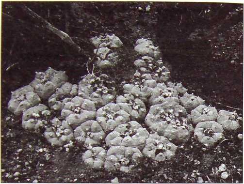 Иллюстрация к книге — Карлос Кастанеда. Путь мага и воина духа [i_013.jpg]