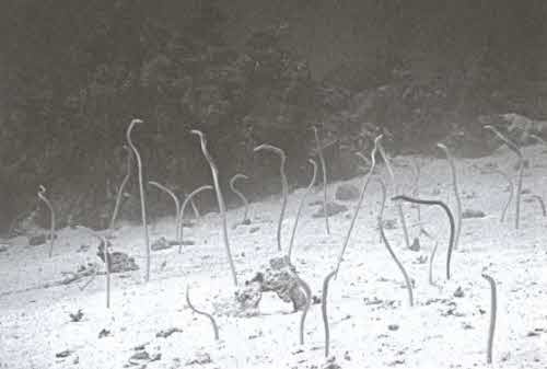 Иллюстрация к книге — Охотники за морскими кладами [i_027.jpg]