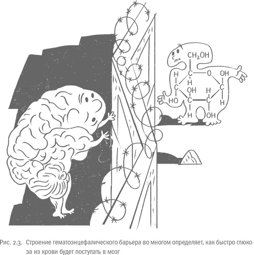 Иллюстрация к книге — Воля и самоконтроль. Как гены и мозг мешают нам бороться с соблазнами [i_010.jpg]
