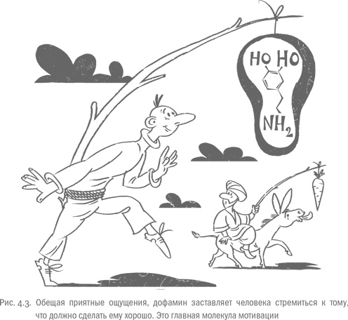 Иллюстрация к книге — Воля и самоконтроль. Как гены и мозг мешают нам бороться с соблазнами [i_030.jpg]
