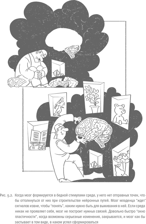 Иллюстрация к книге — Воля и самоконтроль. Как гены и мозг мешают нам бороться с соблазнами [i_040.jpg]