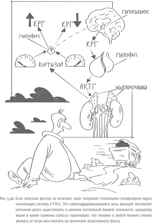 Иллюстрация к книге — Воля и самоконтроль. Как гены и мозг мешают нам бороться с соблазнами [i_043.jpg]