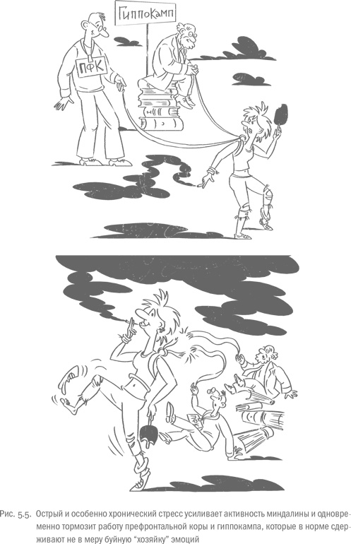 Иллюстрация к книге — Воля и самоконтроль. Как гены и мозг мешают нам бороться с соблазнами [i_044.jpg]