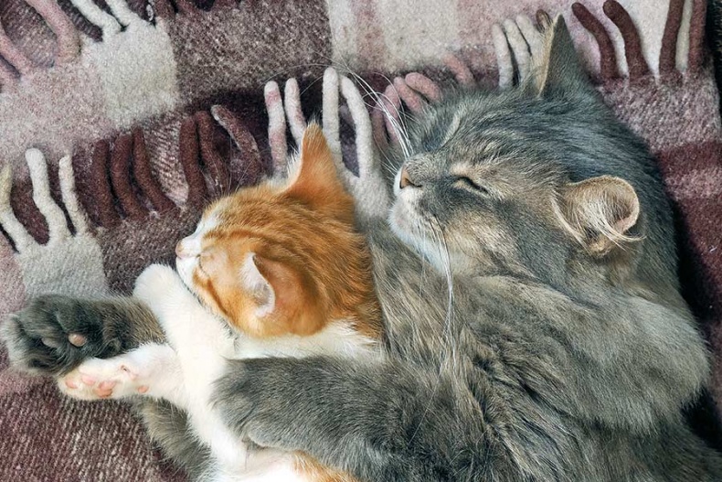 Иллюстрация к книге — Счастье по хюгге, или добавь в свою жизнь немного волшебства [i_033.jpg]