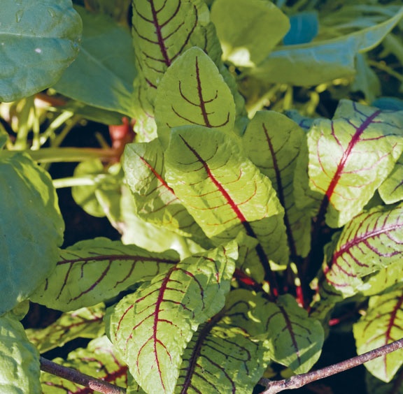 Иллюстрация к книге — Лагом. Шведские секреты счастливой жизни [i_020.jpg]