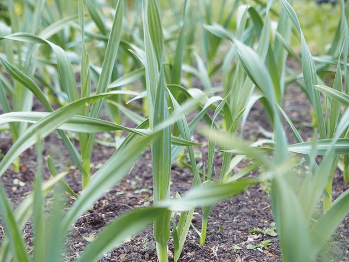 Иллюстрация к книге — Лагом. Шведские секреты счастливой жизни [i_027.jpg]