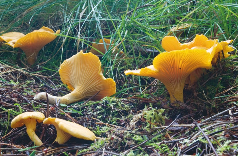 Иллюстрация к книге — Лагом. Шведские секреты счастливой жизни [i_048.jpg]