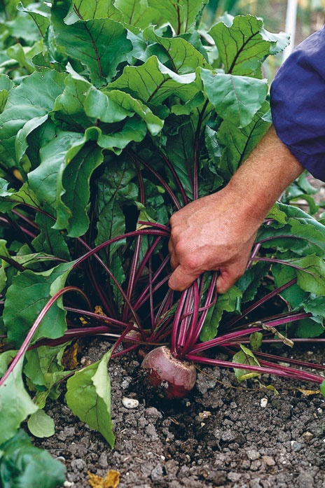 Иллюстрация к книге — Лагом. Шведские секреты счастливой жизни [i_084.jpg]