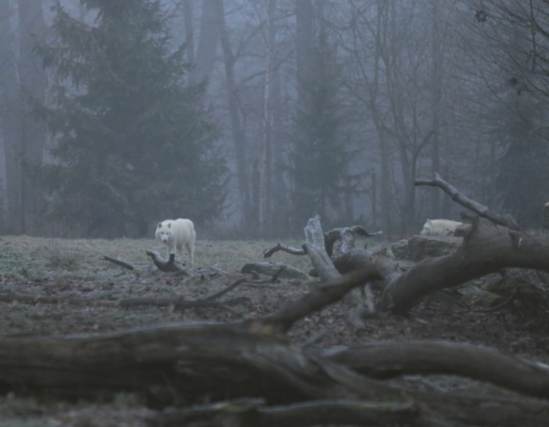 Иллюстрация к книге — Волк. Размышления о главном [i_005.jpg]