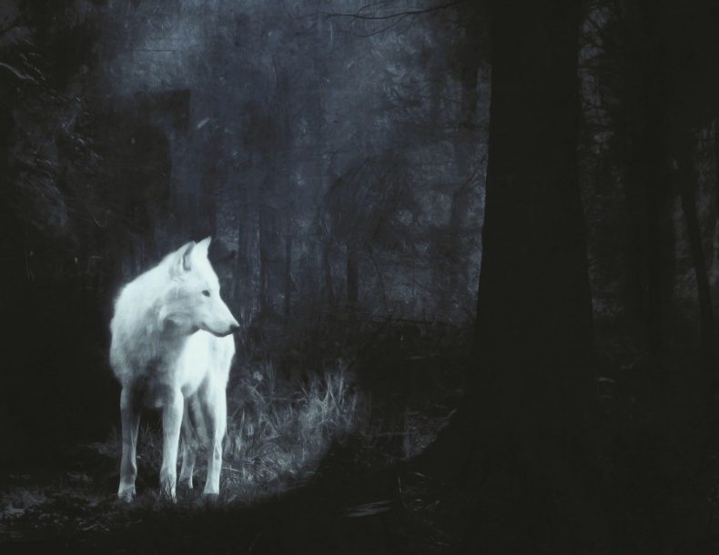 Иллюстрация к книге — Волк. Размышления о главном [i_008.jpg]