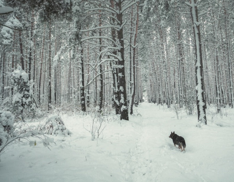 Иллюстрация к книге — Волк. Размышления о главном [i_010.jpg]