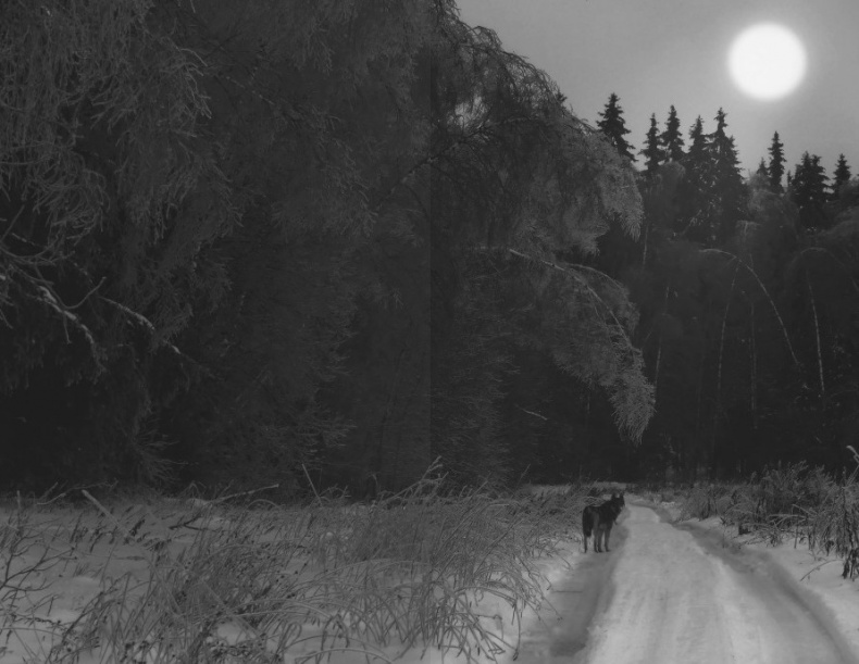 Иллюстрация к книге — Волк. Размышления о главном [i_015.jpg]