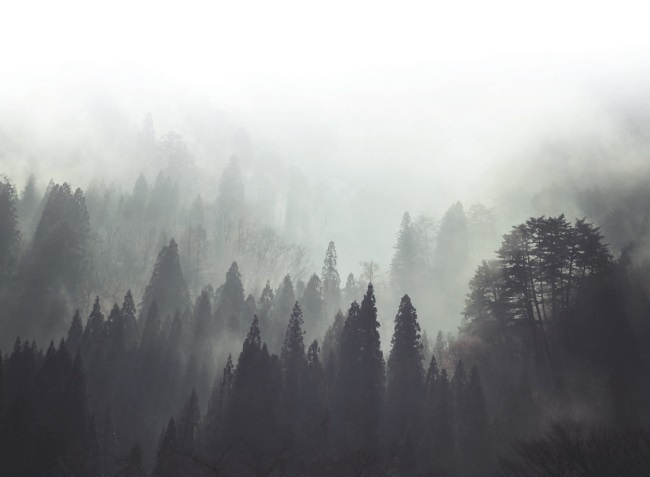 Иллюстрация к книге — Волк. Размышления о главном [i_017.jpg]