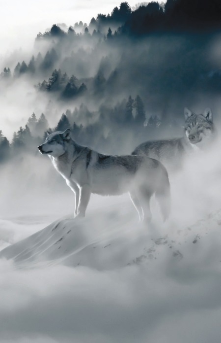 Иллюстрация к книге — Волк. Размышления о главном [i_022.jpg]