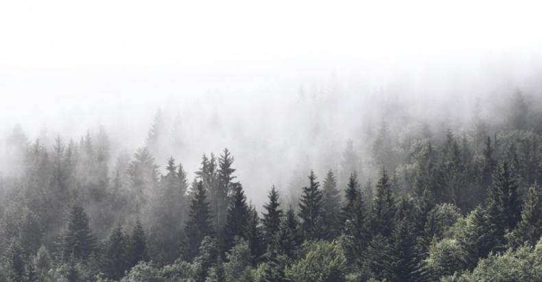 Иллюстрация к книге — Волк. Размышления о главном [i_024.jpg]