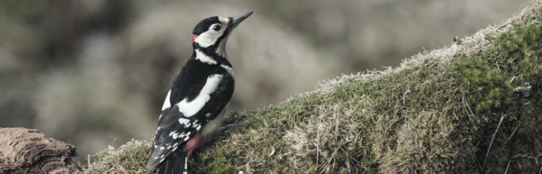 Иллюстрация к книге — Волк. Размышления о главном [i_035.jpg]