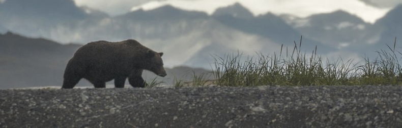 Иллюстрация к книге — Волк. Размышления о главном [i_039.jpg]
