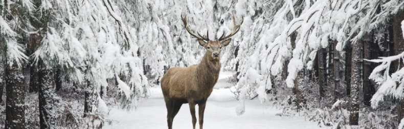 Иллюстрация к книге — Волк. Размышления о главном [i_040.jpg]