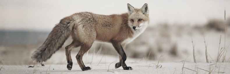 Иллюстрация к книге — Волк. Размышления о главном [i_041.jpg]