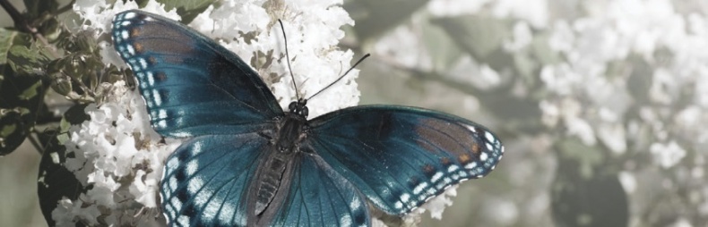 Иллюстрация к книге — Волк. Размышления о главном [i_042.jpg]