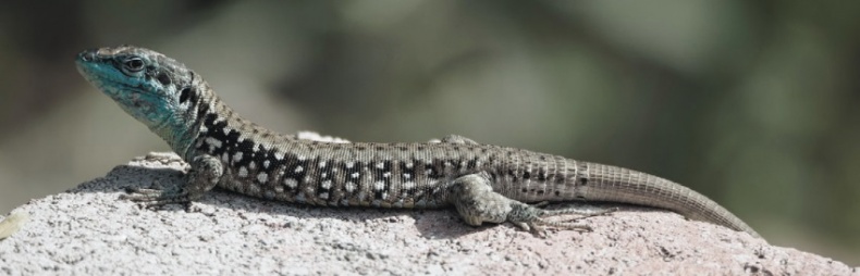 Иллюстрация к книге — Волк. Размышления о главном [i_043.jpg]