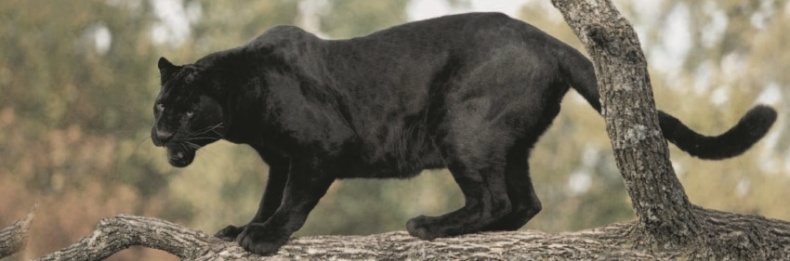 Иллюстрация к книге — Волк. Размышления о главном [i_044.jpg]