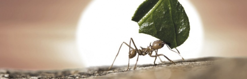 Иллюстрация к книге — Волк. Размышления о главном [i_045.jpg]