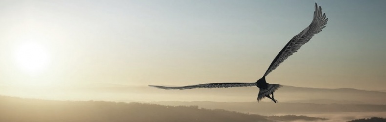 Иллюстрация к книге — Волк. Размышления о главном [i_046.jpg]