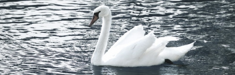 Иллюстрация к книге — Волк. Размышления о главном [i_047.jpg]