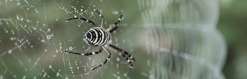 Иллюстрация к книге — Волк. Размышления о главном [i_048.jpg]