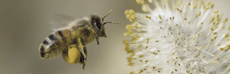 Иллюстрация к книге — Волк. Размышления о главном [i_049.jpg]