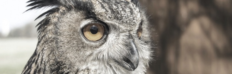 Иллюстрация к книге — Волк. Размышления о главном [i_053.jpg]