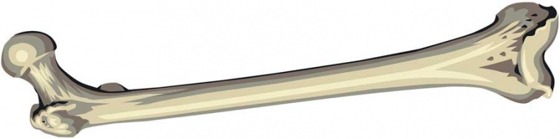 Иллюстрация к книге — Йога-анатомия. Как работают асаны для здоровья и стройности тела [i_004.jpg]