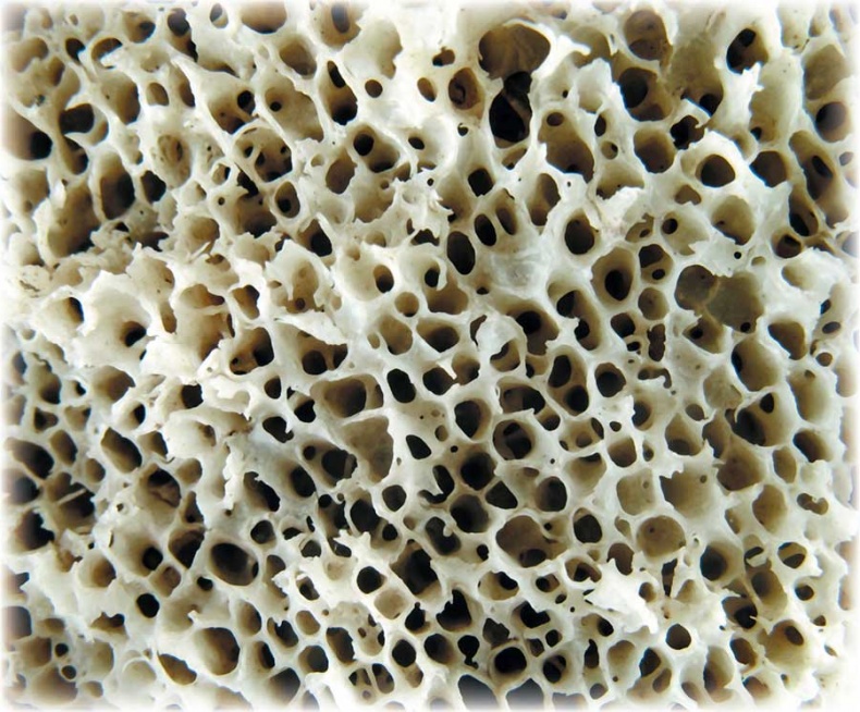 Иллюстрация к книге — Йога-анатомия. Как работают асаны для здоровья и стройности тела [i_009.jpg]