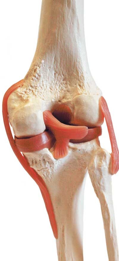 Иллюстрация к книге — Йога-анатомия. Как работают асаны для здоровья и стройности тела [i_011.jpg]