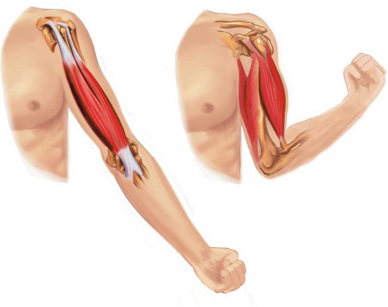 Иллюстрация к книге — Йога-анатомия. Как работают асаны для здоровья и стройности тела [i_015.jpg]