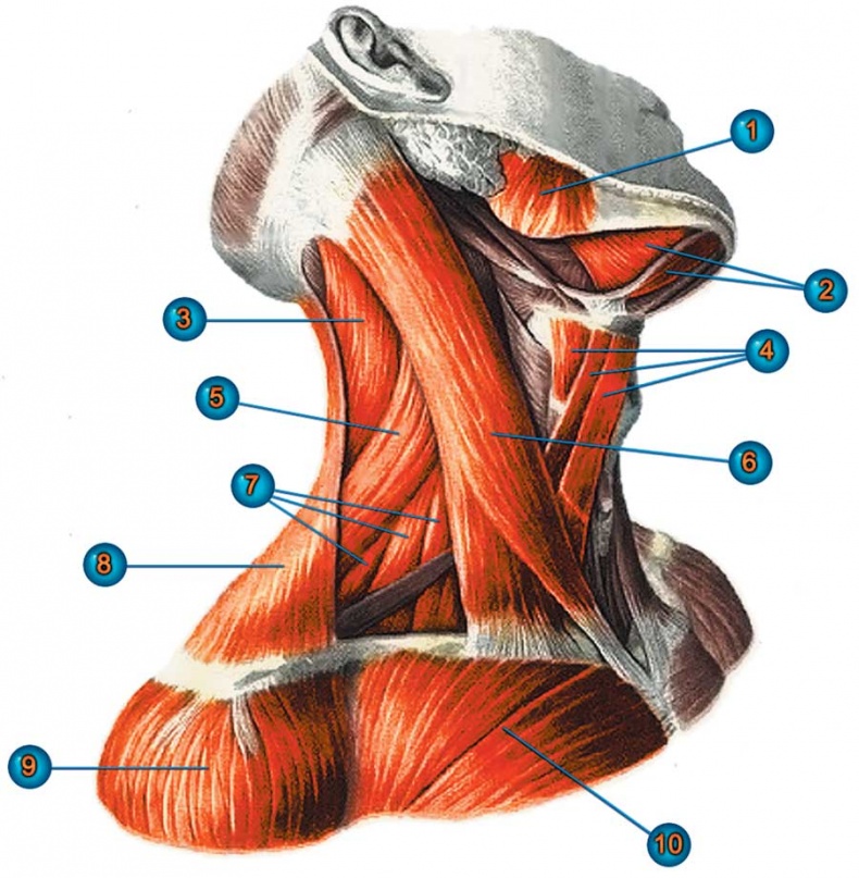 Иллюстрация к книге — Йога-анатомия. Как работают асаны для здоровья и стройности тела [i_026.jpg]