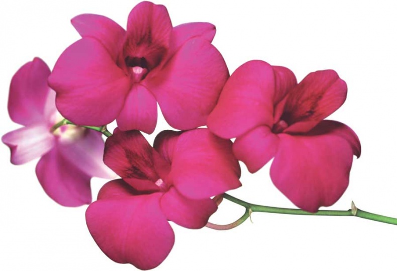 Иллюстрация к книге — Йога-анатомия. Как работают асаны для здоровья и стройности тела [i_027.jpg]