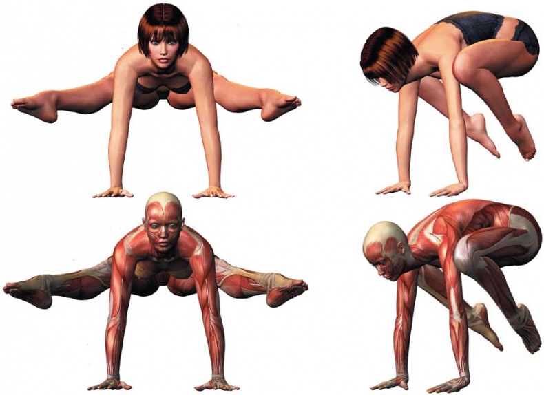 Иллюстрация к книге — Йога-анатомия. Как работают асаны для здоровья и стройности тела [i_038.jpg]