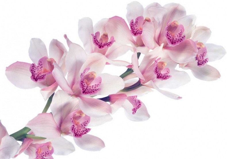 Иллюстрация к книге — Йога-анатомия. Как работают асаны для здоровья и стройности тела [i_039.jpg]