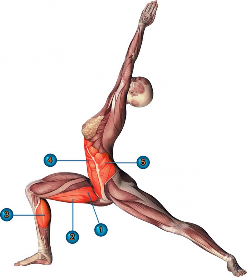 Иллюстрация к книге — Йога-анатомия. Как работают асаны для здоровья и стройности тела [i_056.jpg]