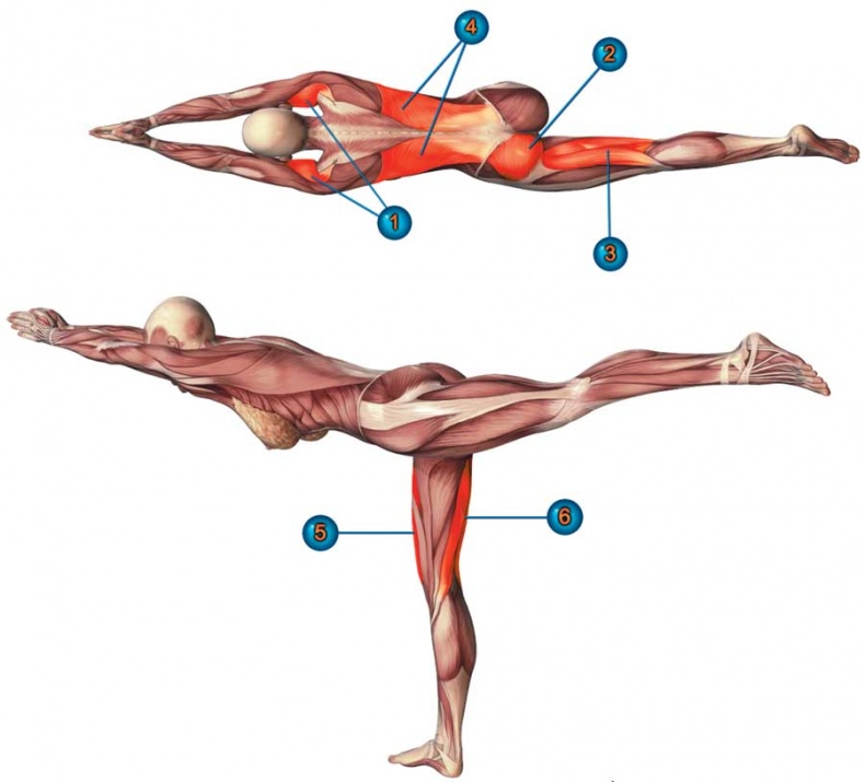 Иллюстрация к книге — Йога-анатомия. Как работают асаны для здоровья и стройности тела [i_060.jpg]