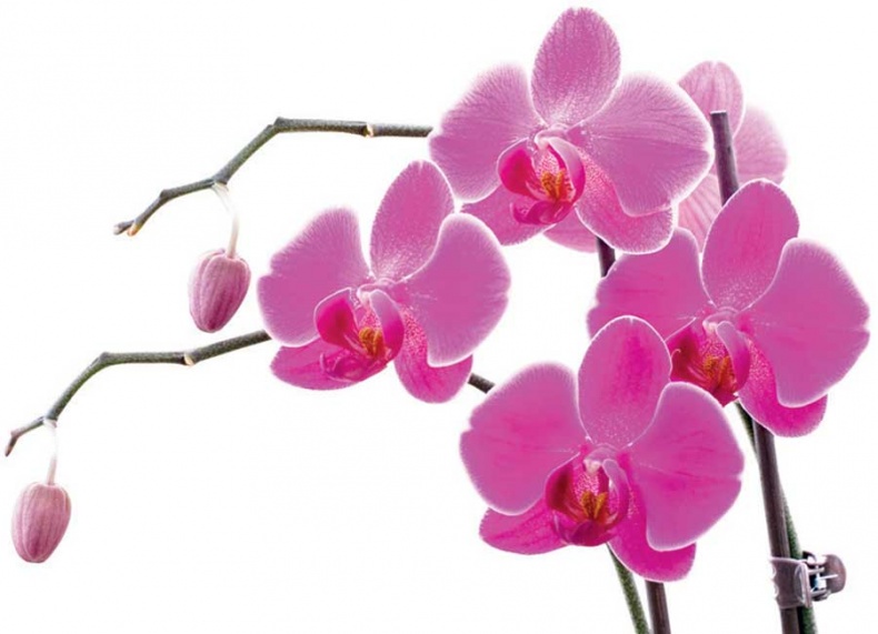 Иллюстрация к книге — Йога-анатомия. Как работают асаны для здоровья и стройности тела [i_068.jpg]